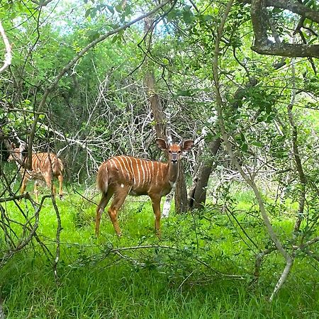 Lazuli Bush Lodge Hluhluwe Eksteriør billede