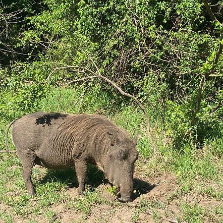 Lazuli Bush Lodge Hluhluwe Eksteriør billede