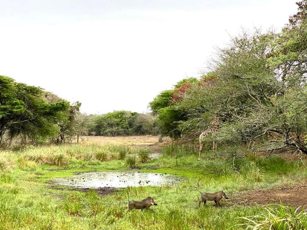 Lazuli Bush Lodge Hluhluwe Eksteriør billede