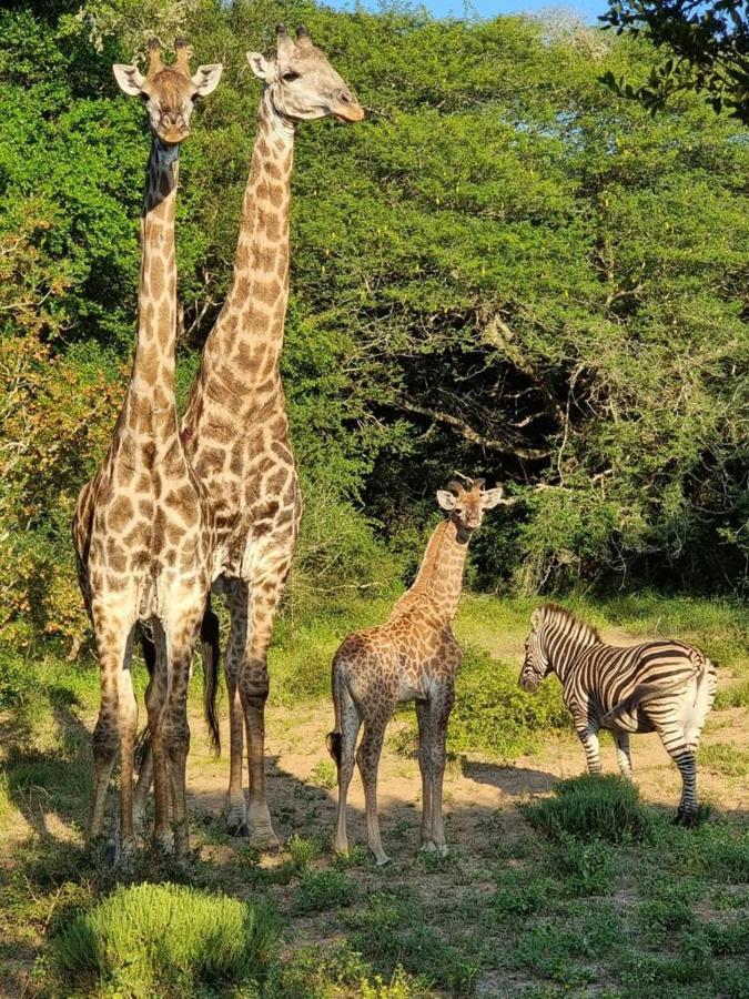 Lazuli Bush Lodge Hluhluwe Eksteriør billede