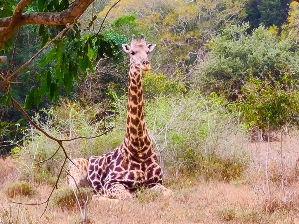 Lazuli Bush Lodge Hluhluwe Eksteriør billede