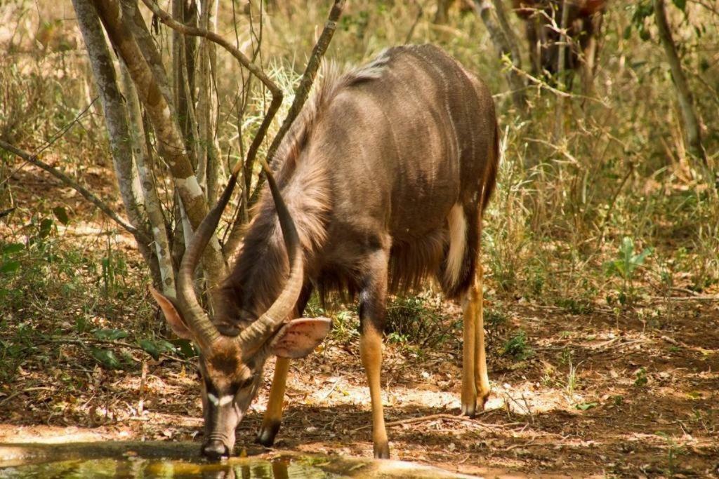 Lazuli Bush Lodge Hluhluwe Eksteriør billede