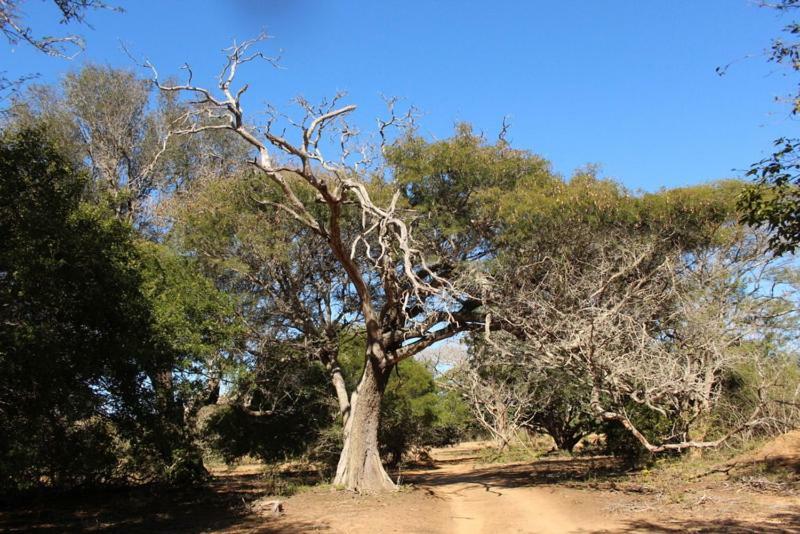 Lazuli Bush Lodge Hluhluwe Eksteriør billede
