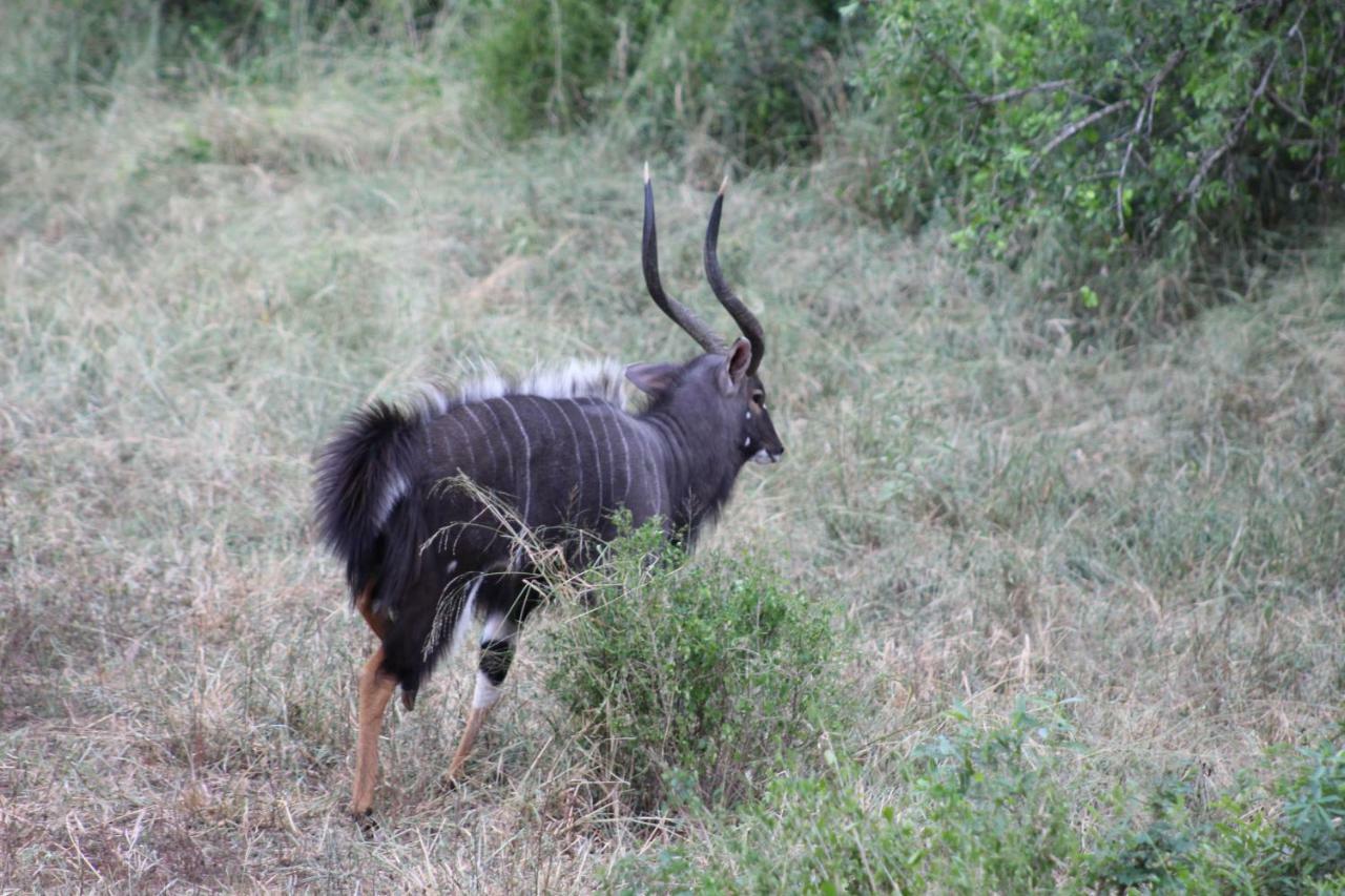 Lazuli Bush Lodge Hluhluwe Eksteriør billede